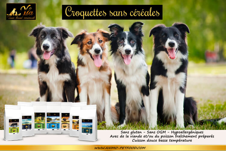 croquettes-sans-cereales-ni-gluten-pour-chien